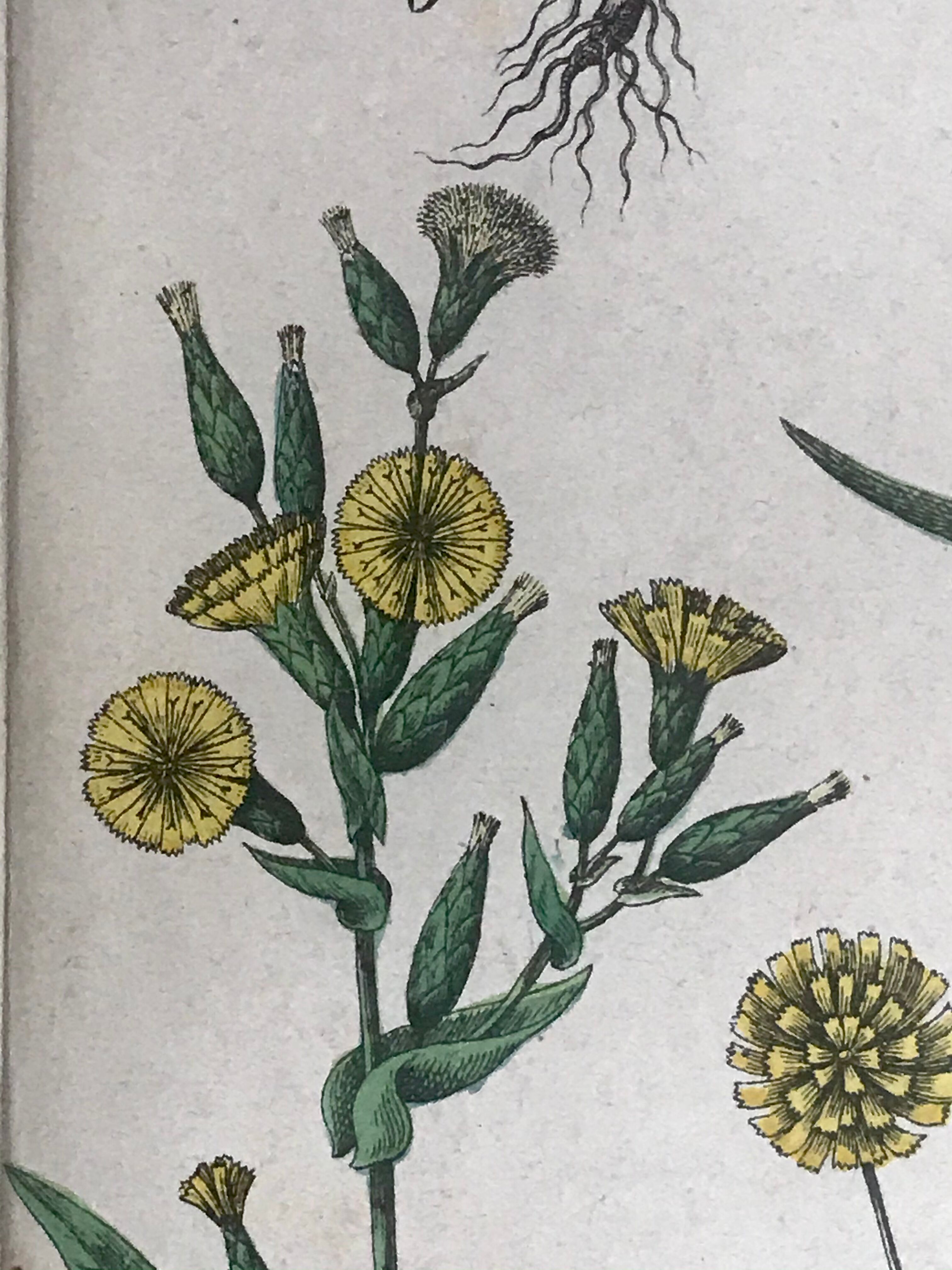 19th 32x42 botanical plank