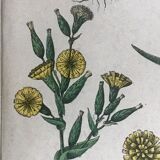 19th 32x42 botanical plank