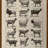Lithograph on goats - 1920