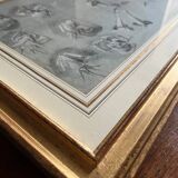 Painting Botanical flower studies Roses Jasmine 19th century + frame