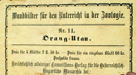 Educational poster, orang utan, lithograph, Karl Jansky, Böhmen, 1897