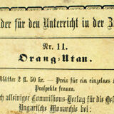 Affiche éducative, orang outan, lithographie, Karl Jansky, Böhmen, 1897