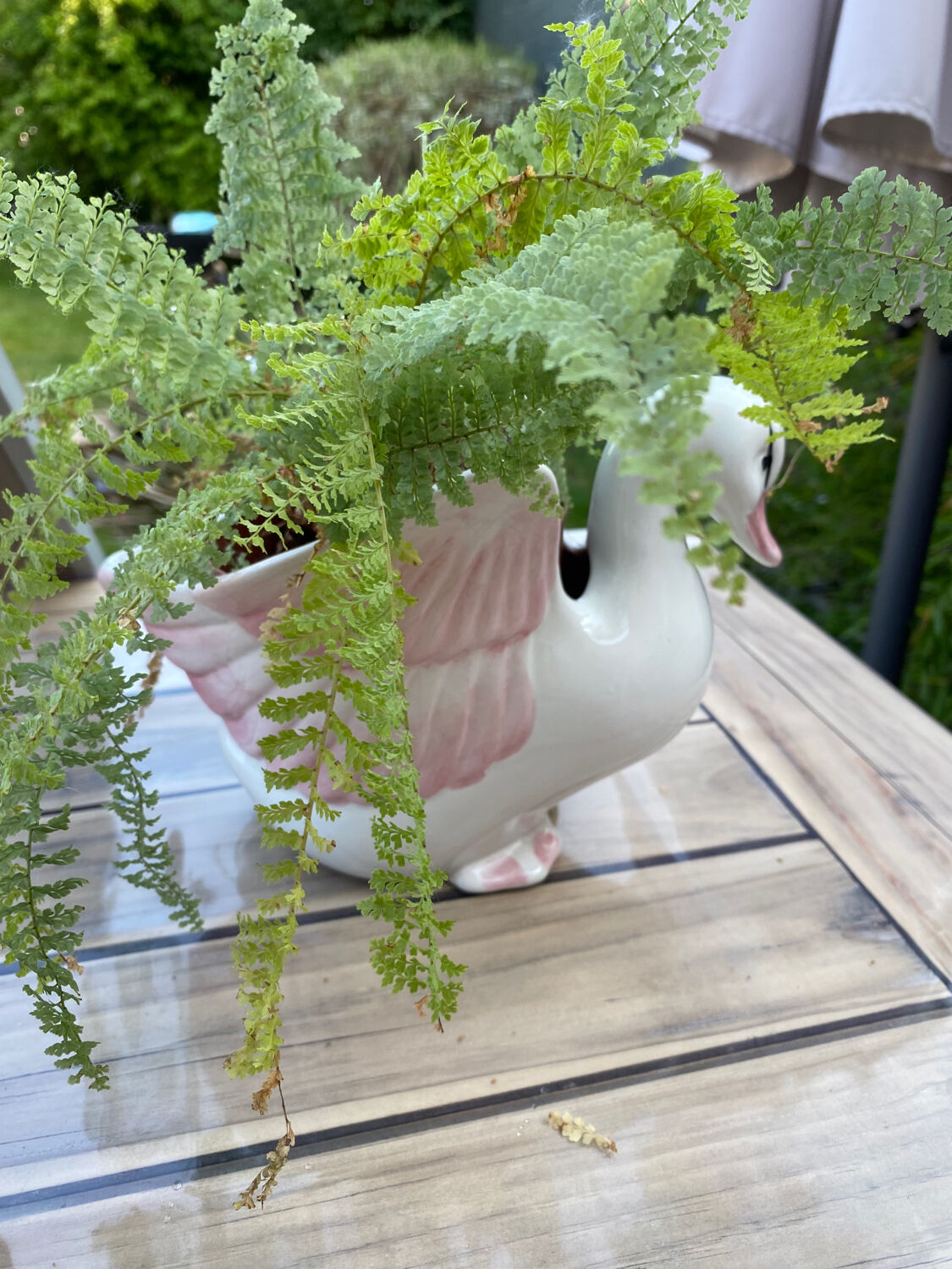 Swan plant pot