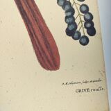 Antique bird illustration - Ruddy Thrush - Zoological engraving by Seligmann & Catesby from 1973