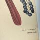 Antique bird illustration - Ruddy Thrush - Zoological engraving by Seligmann & Catesby from 1973