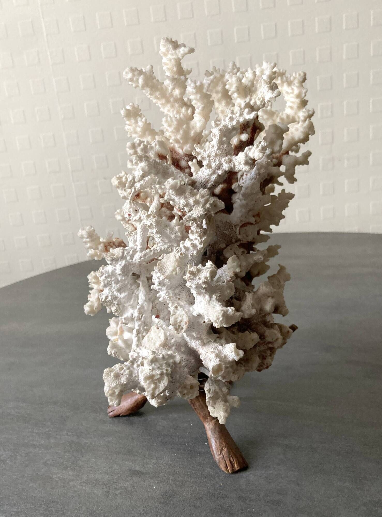 Corail blanc grand modèle 1960 sur bois sculpté