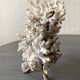 Corail blanc grand modèle 1960 sur bois sculpté