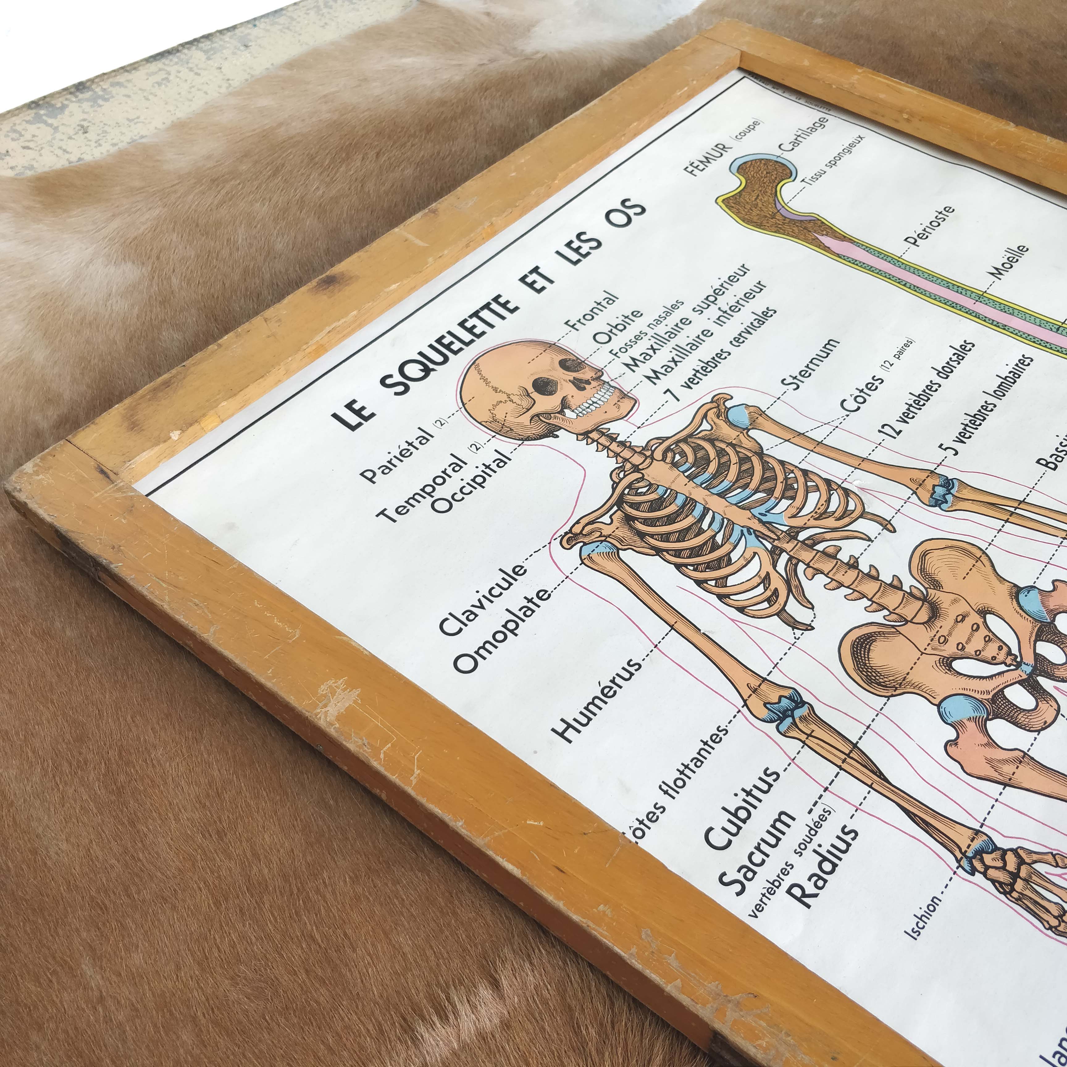 School map and wooden frame MDI Human body
