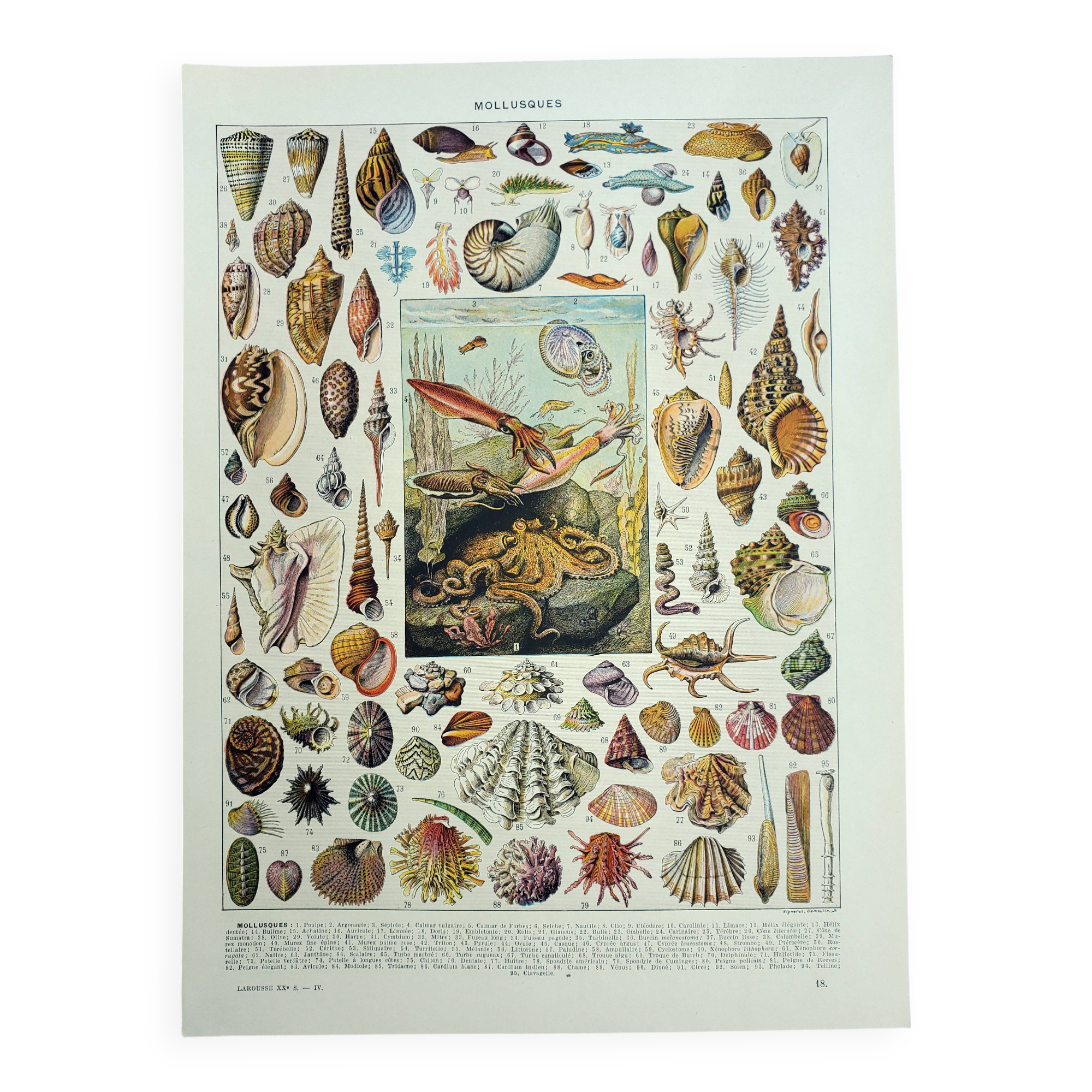 Gravure ancienne 1928, Mollusque, coquillage, escargot, animaux • Lithographie, illustration origina