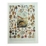 Old engraving 1928, Mollusk, shell, snail, animals • Lithograph, original illustration
