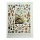 Gravure ancienne 1928, Mollusque, coquillage, escargot, animaux • Lithographie, illustration origina