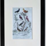 6 original ornithological plates "Buffon 1837"