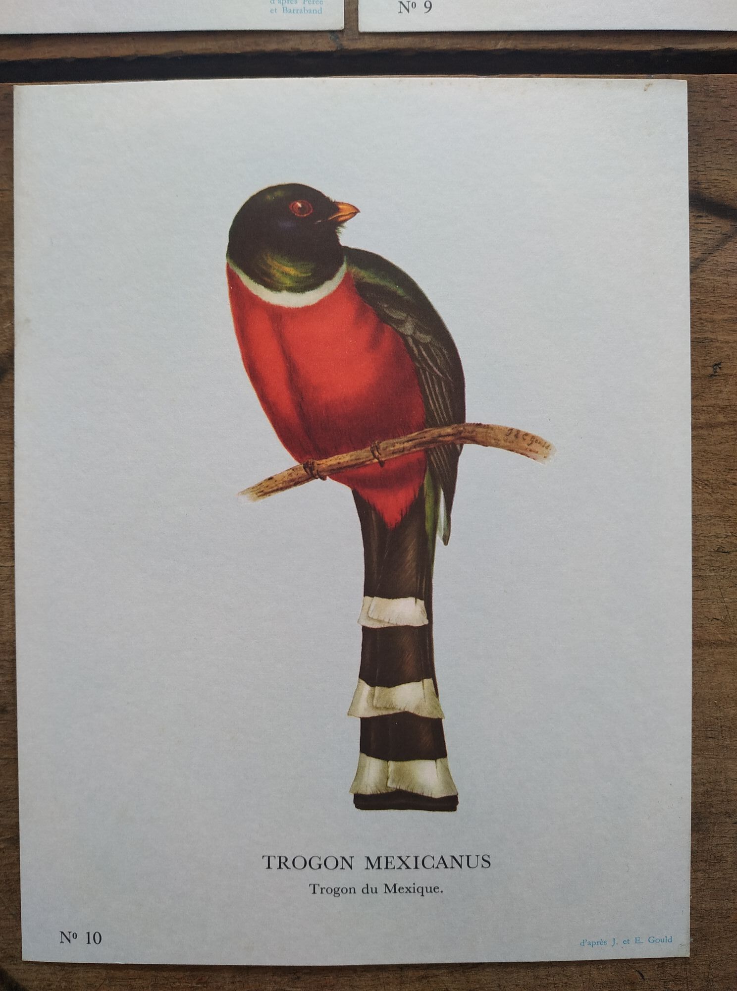 3 Bird Engravings The Magnificent Trogon of Cuba Trogon of Mexico