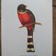 3 Bird Engravings The Magnificent Trogon of Cuba Trogon of Mexico