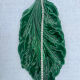 Leaf-shaped dish