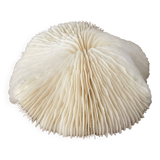 White coral