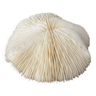 White coral