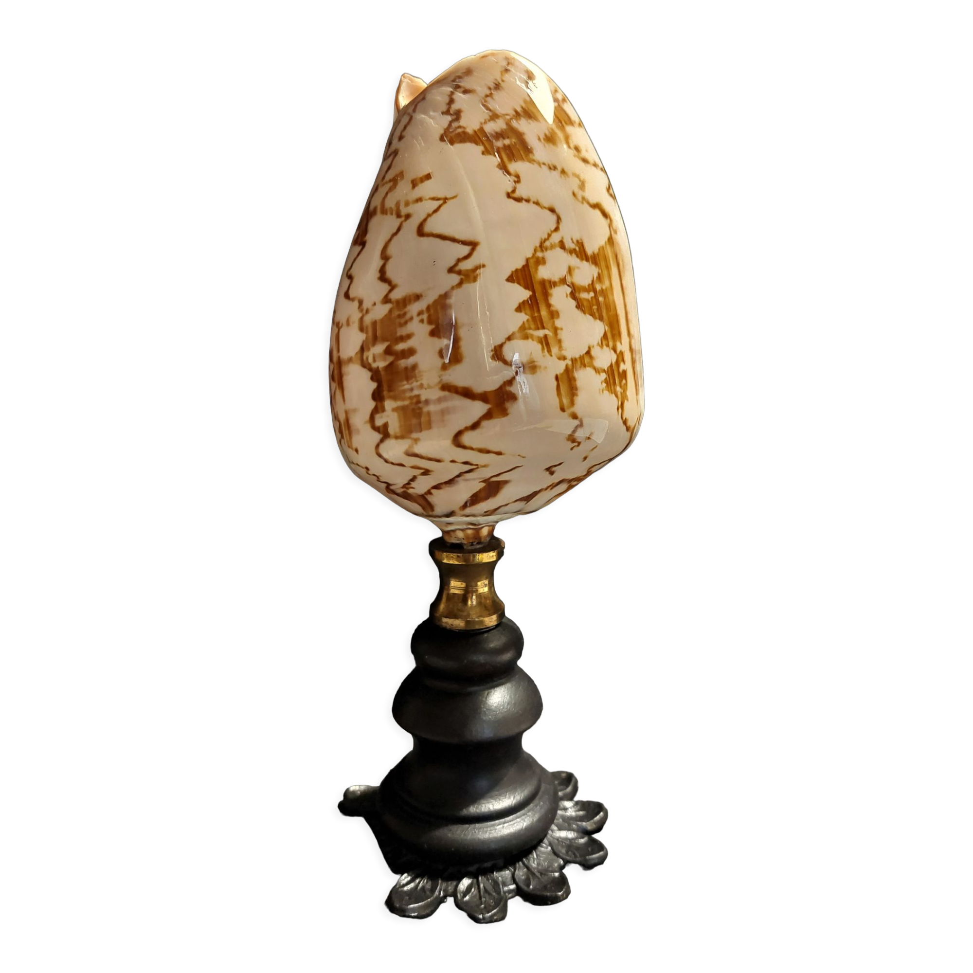 Coquillage cymbiola nobilis sur socle