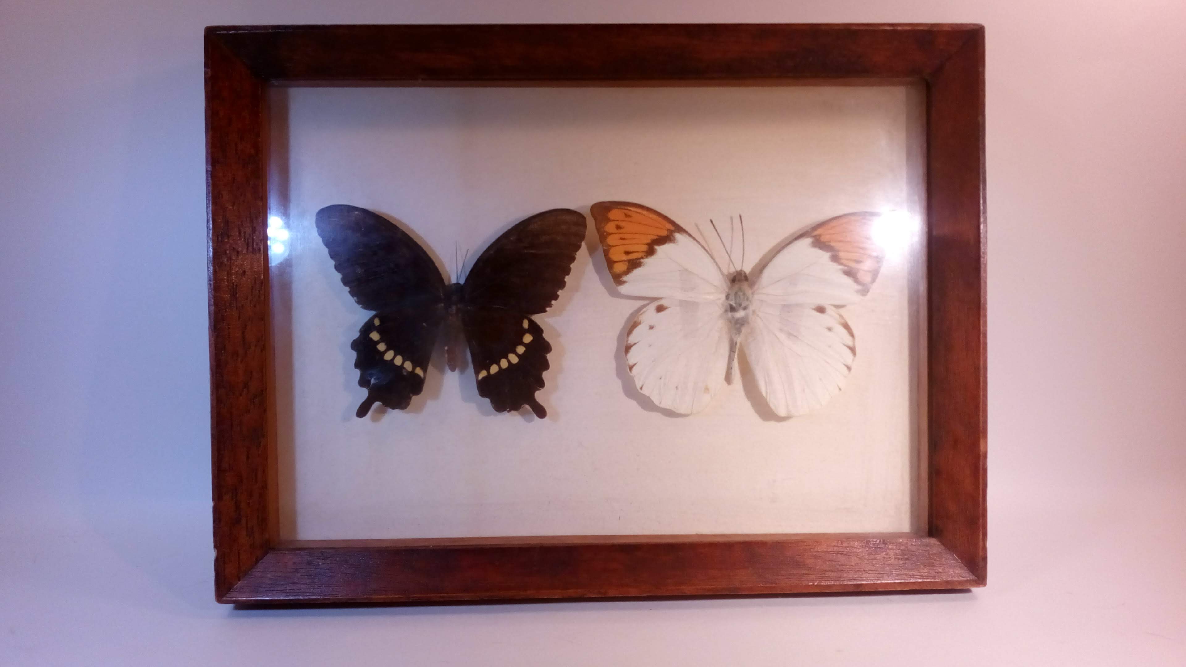 Duo of butterflies under glass