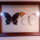 Duo of butterflies under glass