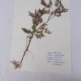 Set of 6 herbarium boards
