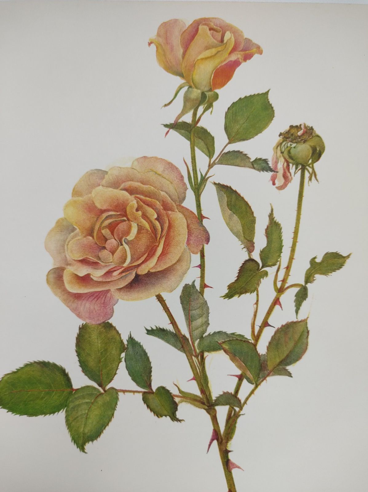 Botanical illustration of rose