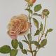Botanical illustration of rose