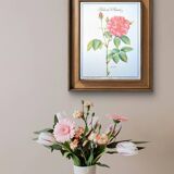 Botanical plate Rose of Provins