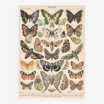 Planche lithographie les papillons d’Europe 1900