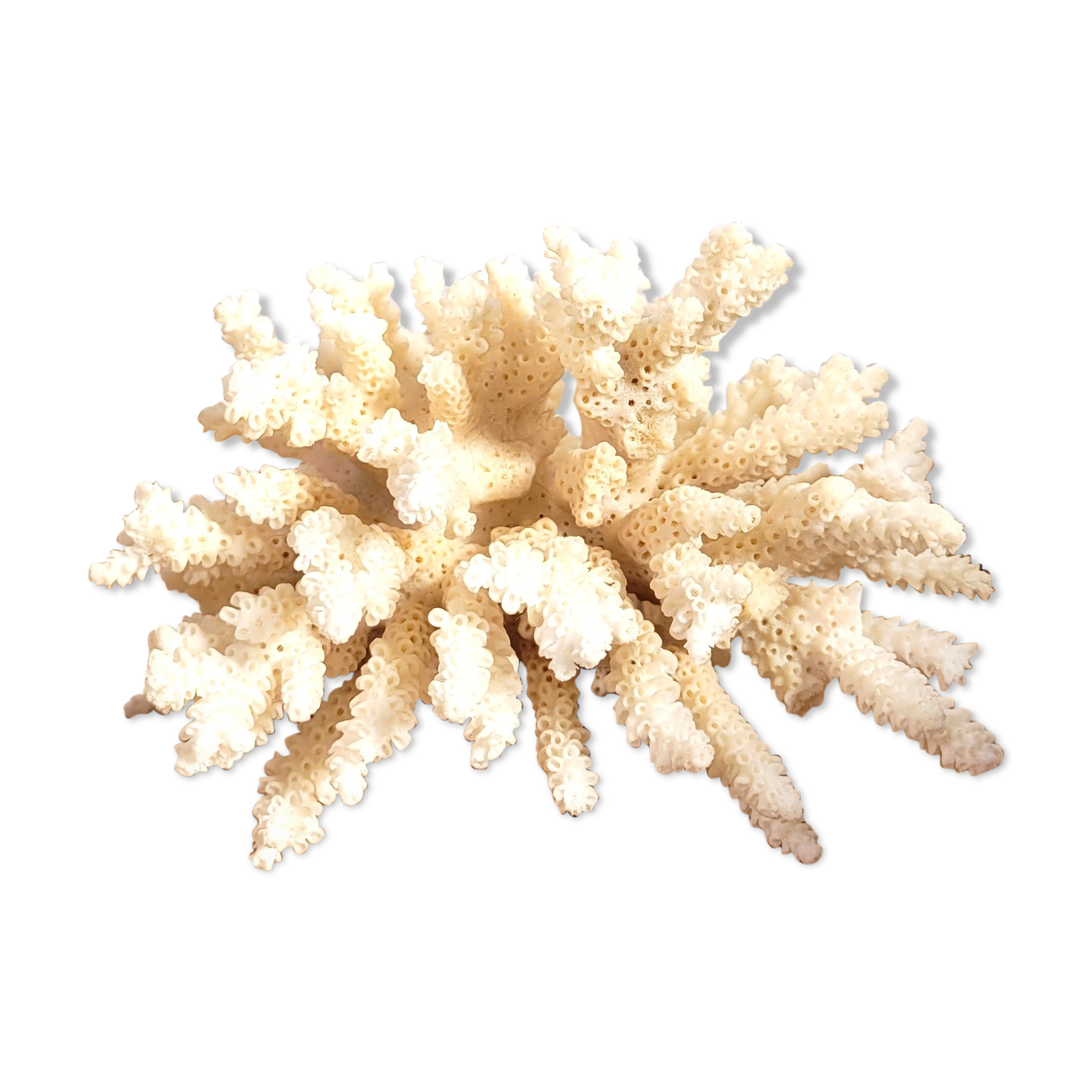 White coral