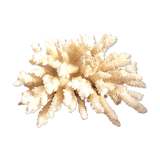 White coral