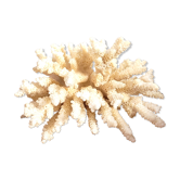 White coral
