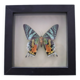 Frame 1 vintage naturalized butterfly