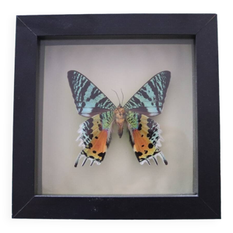 Cadre 1 papillon naturalisé vintage