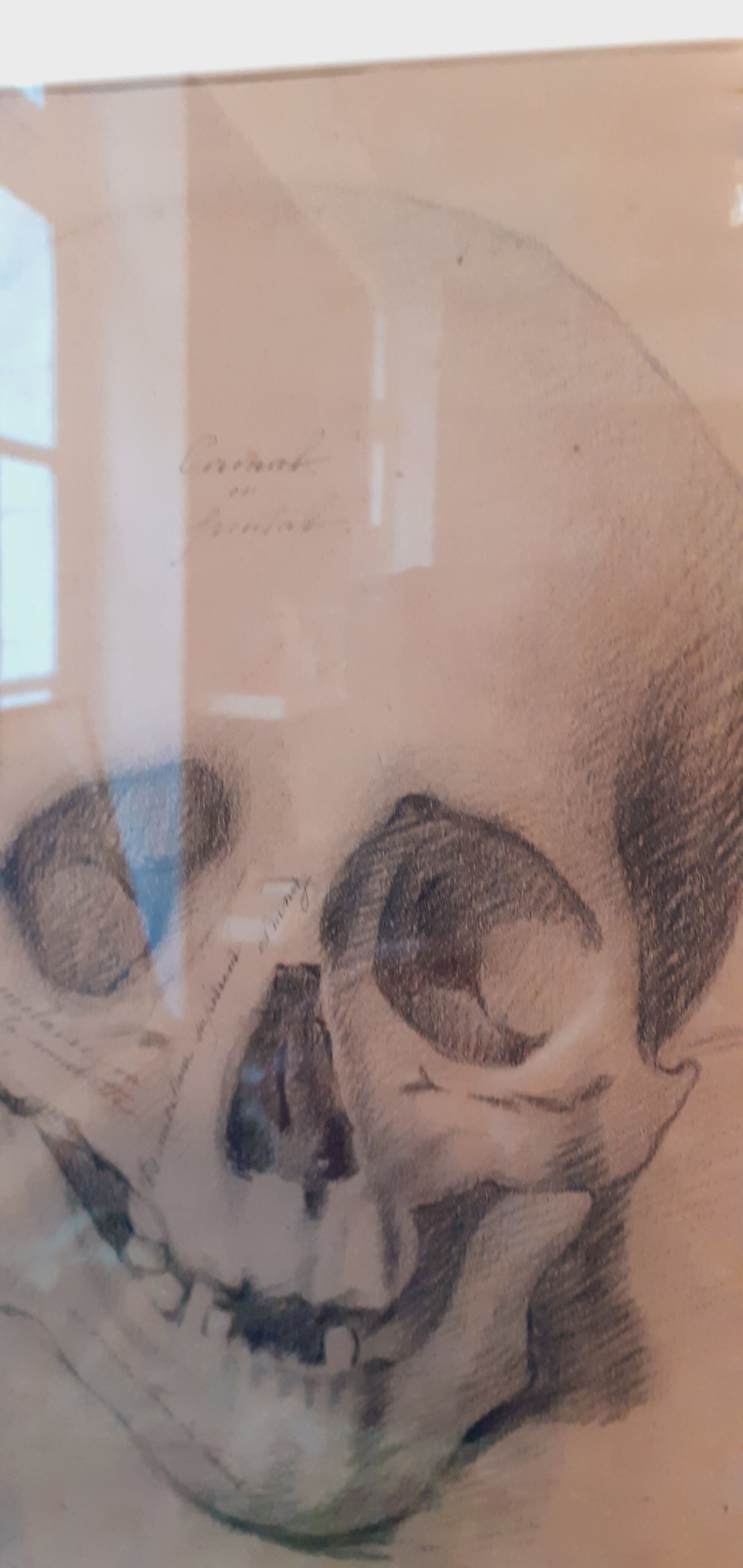 Pair of nineteenth pencil study drawings