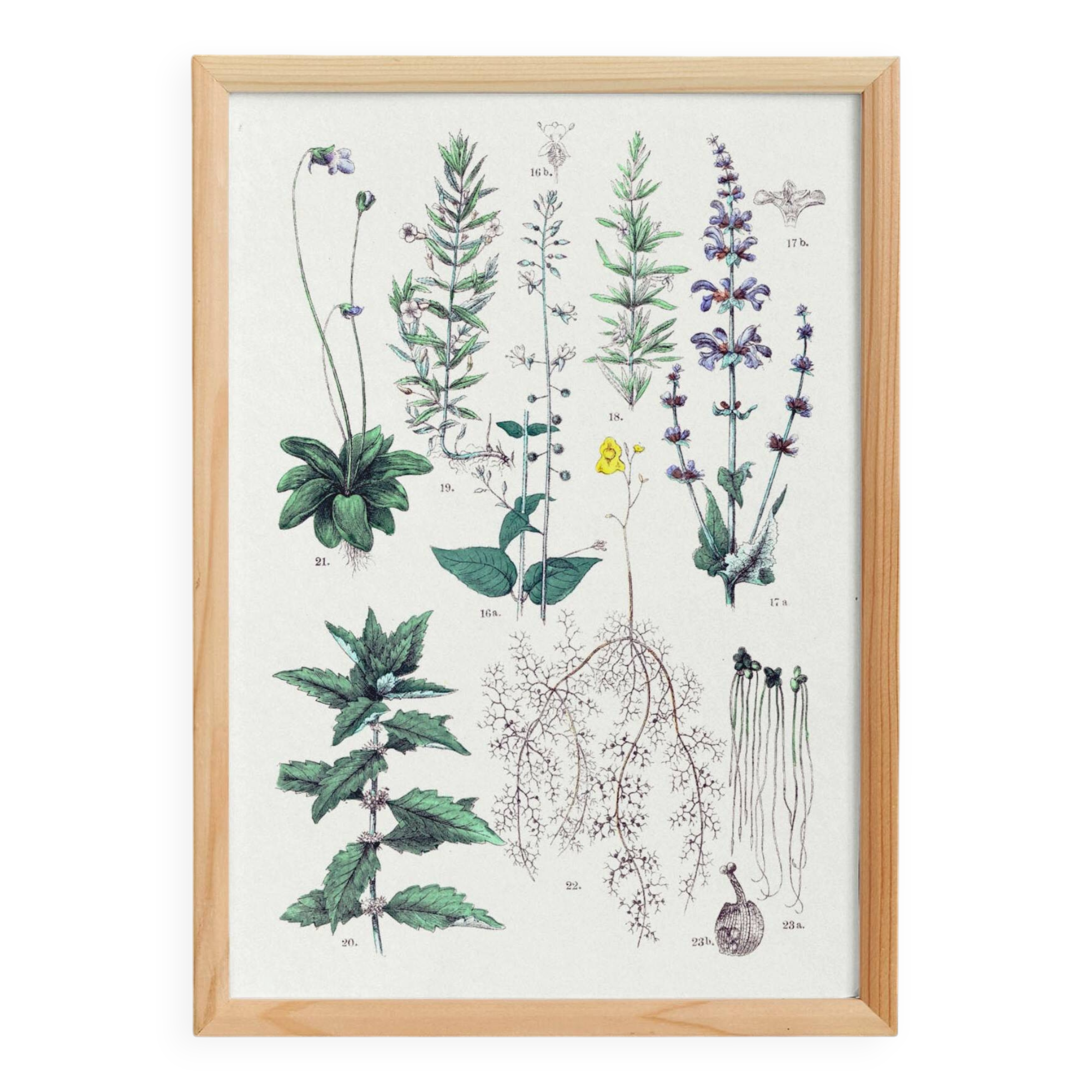 Affiche sur les plantes d'après une gravure de 1881 "romarin"