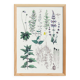 Affiche sur les plantes d'après une gravure de 1881 "romarin"