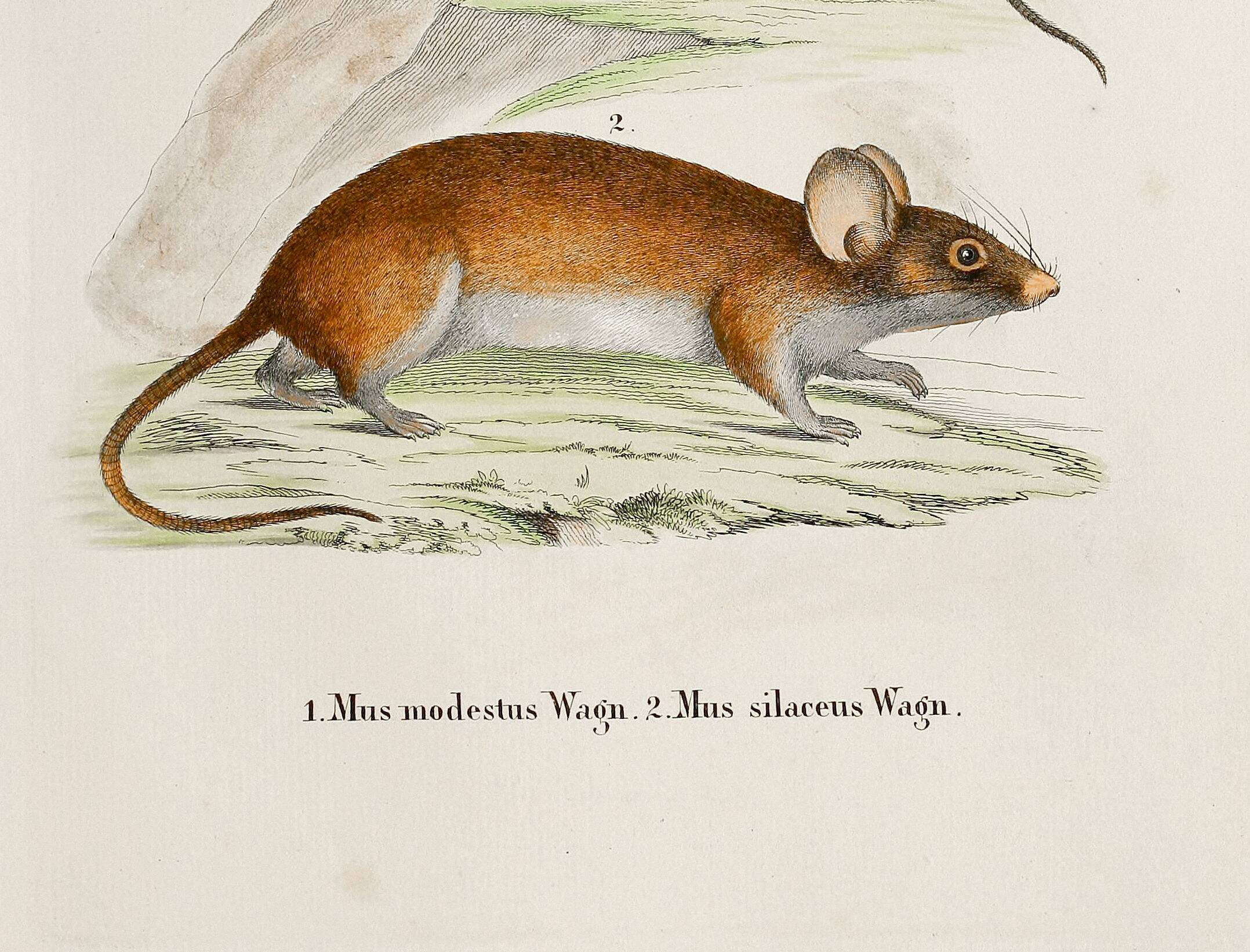 Poster about the mouse, based on an old engraving from 1774.