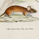 Poster about the mouse, based on an old engraving from 1774.
