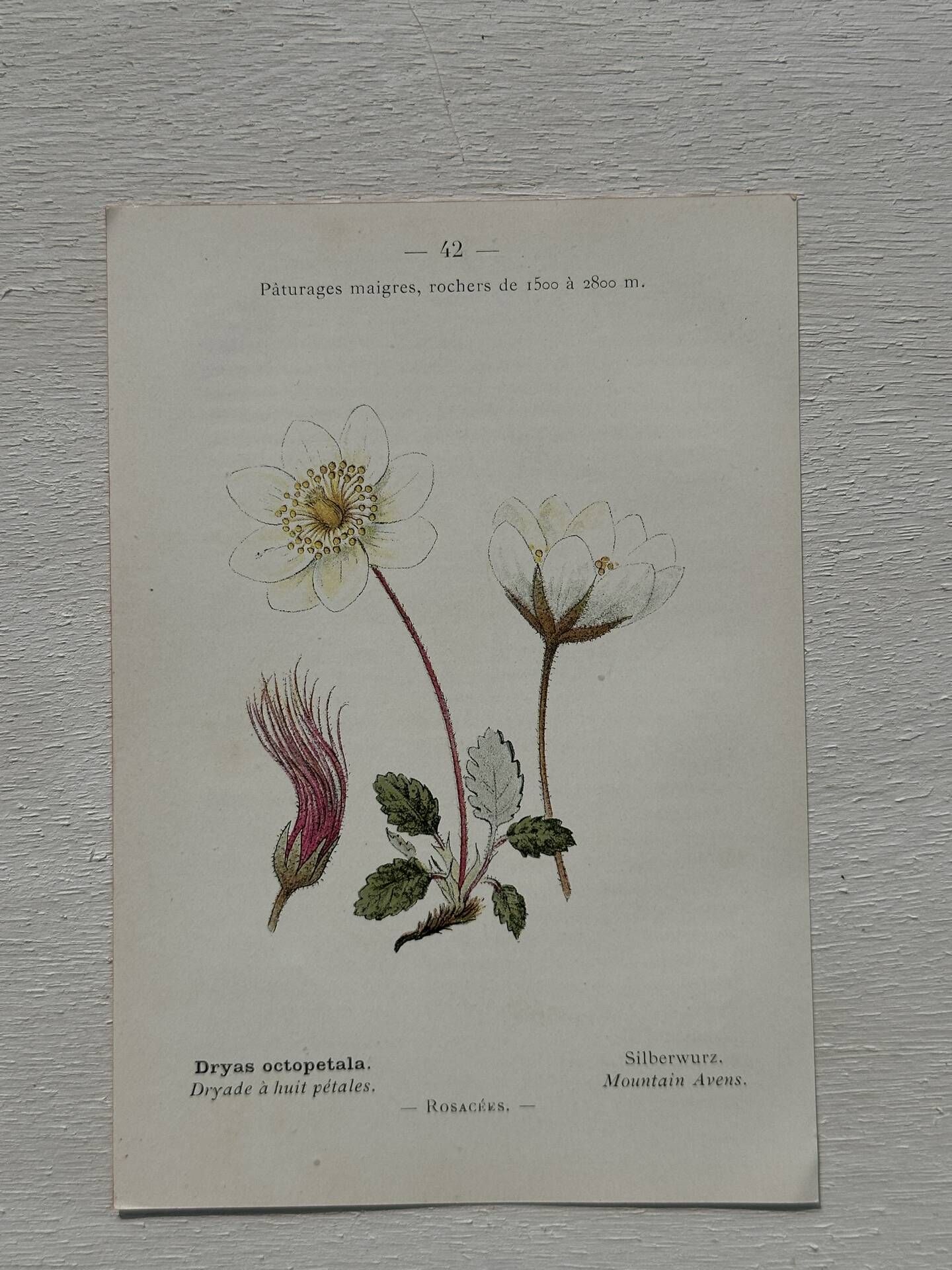 Botanical Plate 1800 Old Naturalist Engraving 19th Century Double-Sided