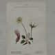 Botanical Plate 1800 Old Naturalist Engraving 19th Century Double-Sided