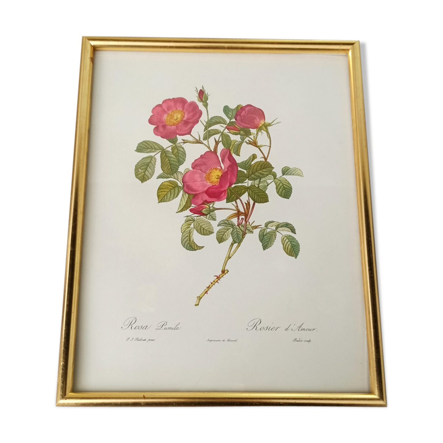 Botanical board Pj Redoute