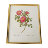 Botanical board Pj Redoute