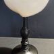 Cabinet of Curiosities codakia tigerina shell on base
