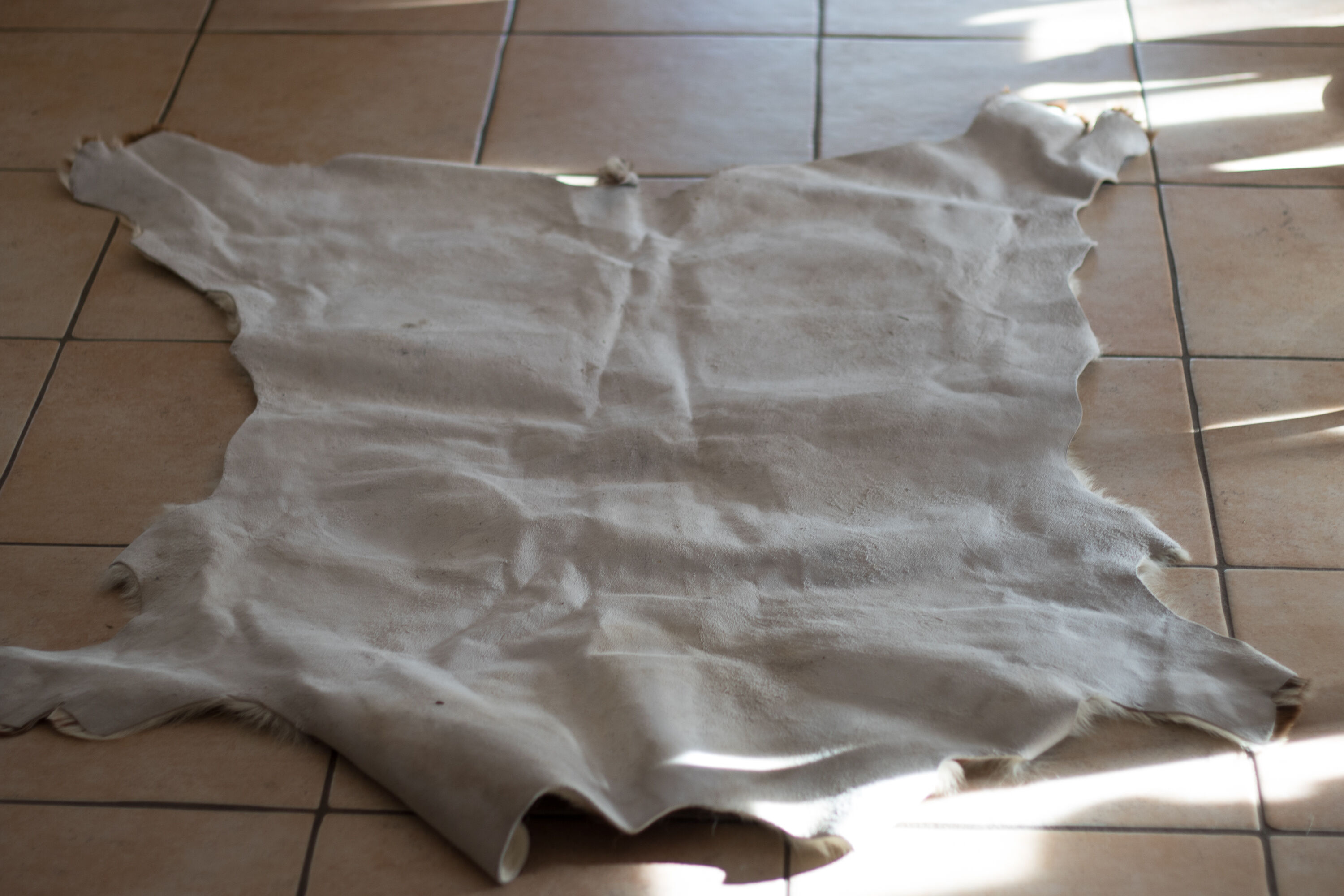 Tanned Norman calf skin
