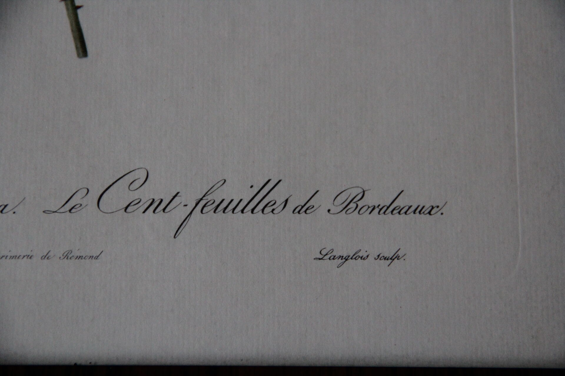 Framed engraving by PJ Redouté