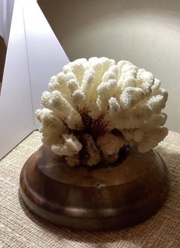 Natural old white coral