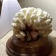 Natural old white coral