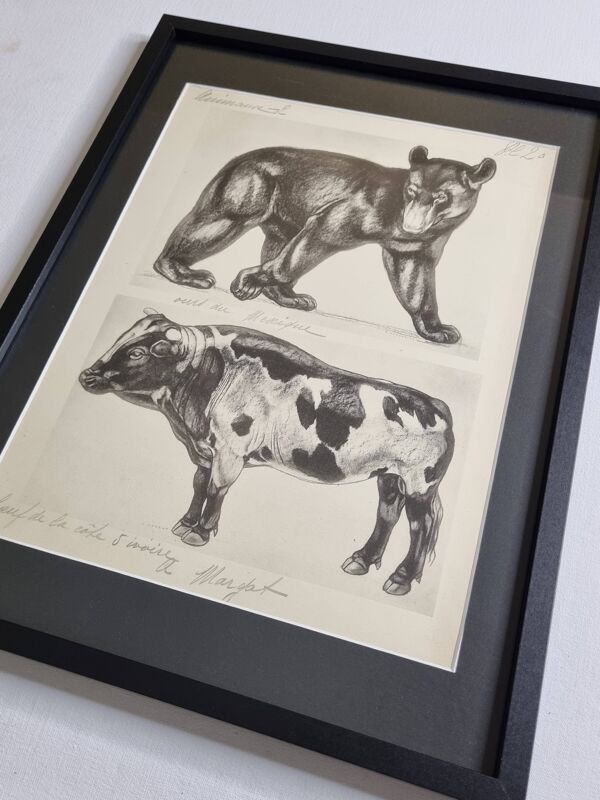 Planche illustrée, Études d’un Ours et d’un Bœuf Signée André Margat, 1930