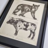 Illustrated plate, Studies of a Bear and an Ox Signed André Margat, 1930